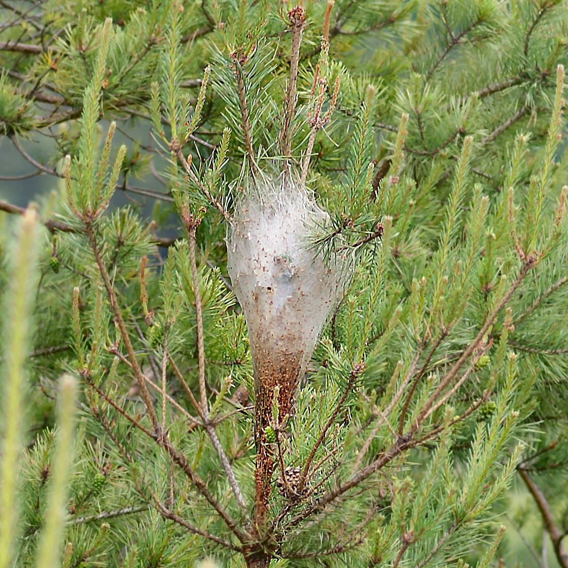 File Nest of Pine Processionary Moth caterpillars detail .JPG