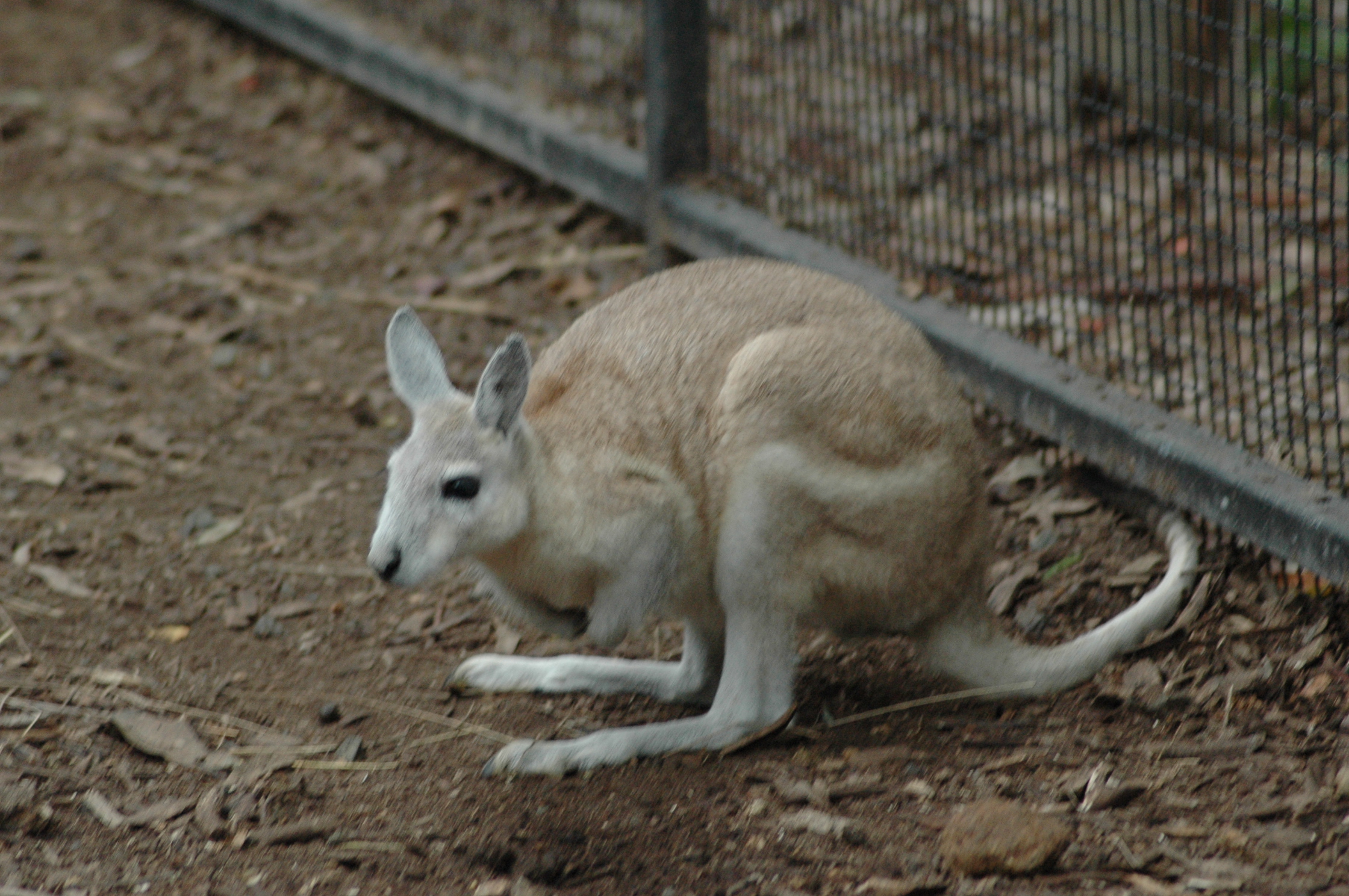 Crescent nail-tail wallaby – Australia Prints