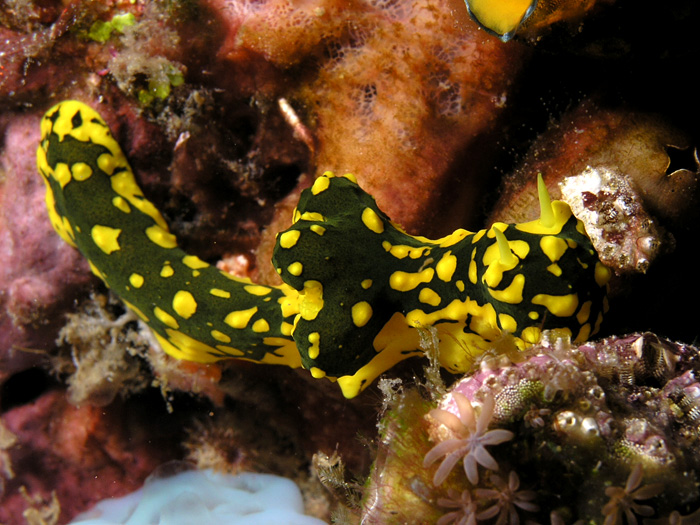 File:Notodoris gardineri nudibranch Nick Hobgood.jpg