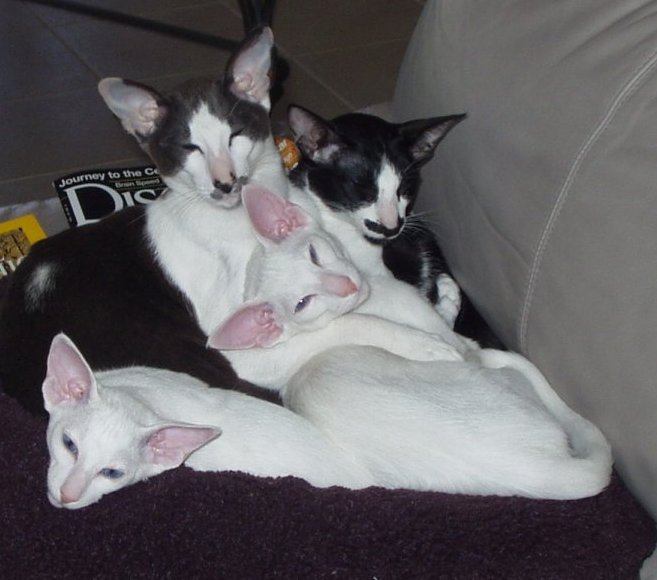 File:Orientalshorthairs2.jpg