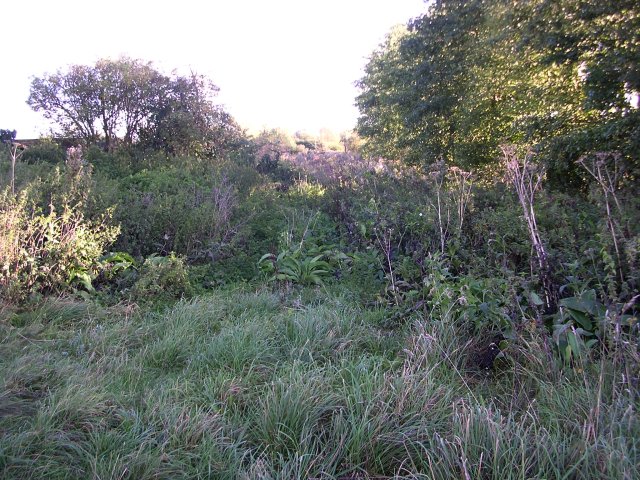 File:Overgrown bridleway - geograph.org.uk - 60972.jpg