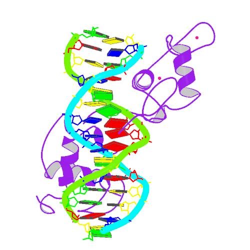 File:PBB Protein RARB image.jpg