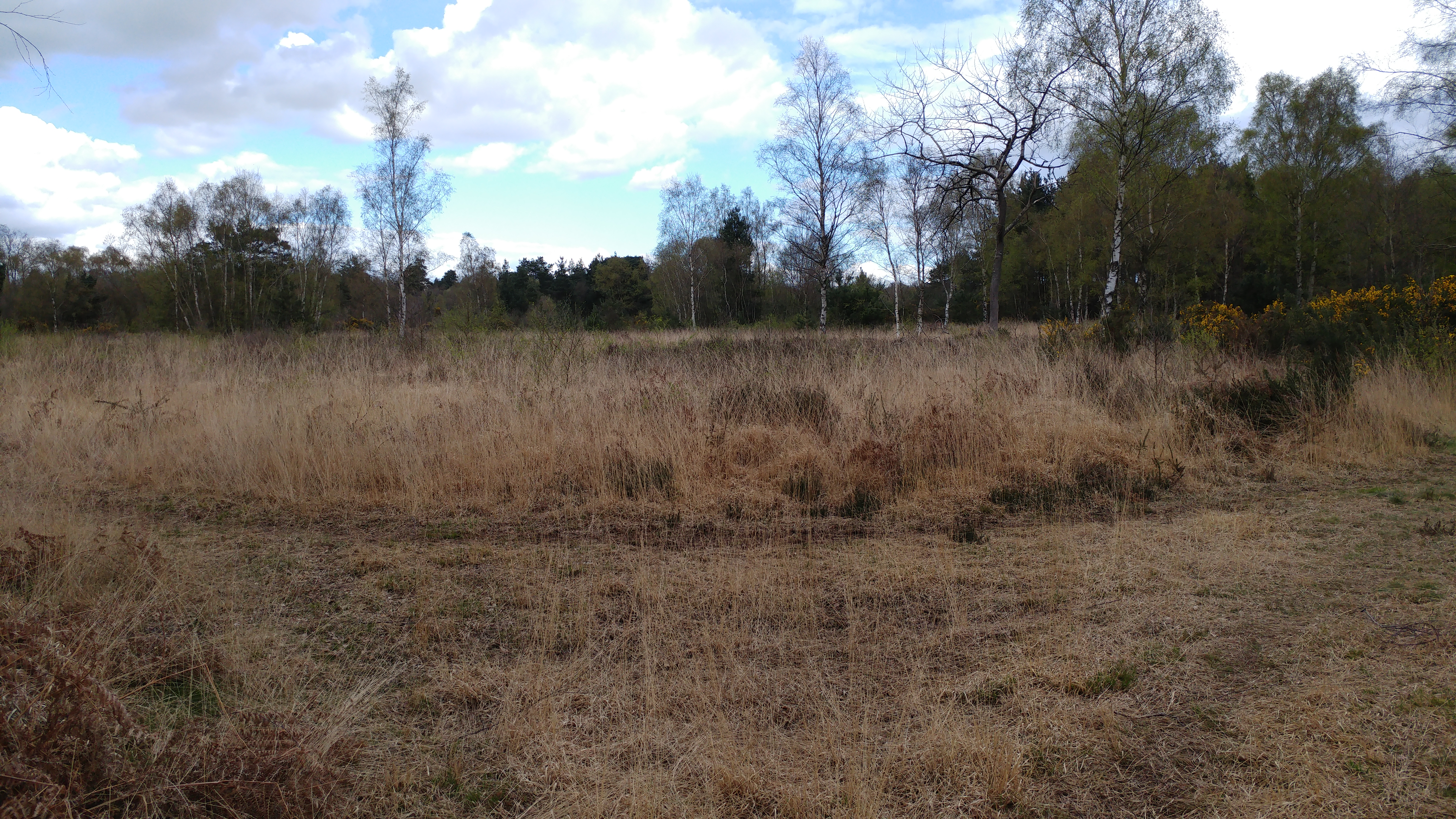 Padworth Common Local Nature Reserve