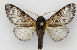 <i>Panthea reducta</i> Species of moth