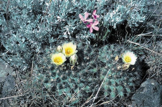 File:Pediocactus simpsonii ssp idahoensis fh 9 ID BC.jpg