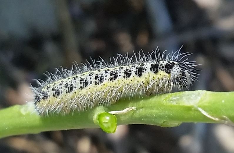 File:Pieris brassicae 2015 06 Raupe1.jpg