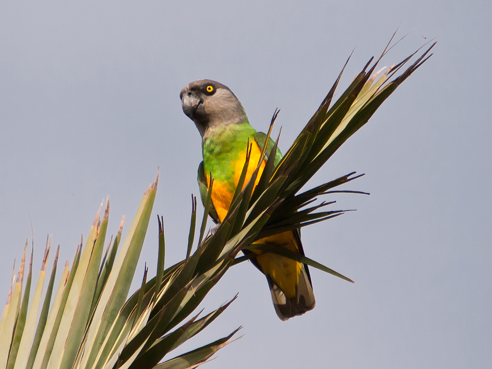 Image result for Senegal parrot