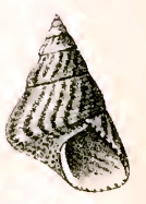 <i>Prothalotia lehmanni</i> species of mollusc