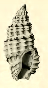 <i>Pseudodaphnella ramsayi</i> Species of gastropod