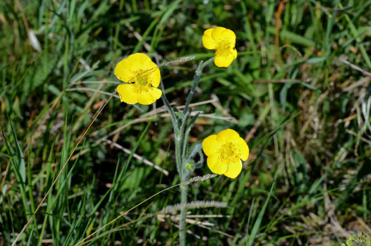 Лютик волосистолистный - Ranunculus trichophyllu