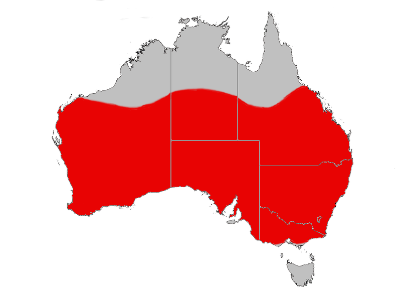 https://upload.wikimedia.org/wikipedia/commons/d/db/Red_capped_robin_rng_gnangarra.png