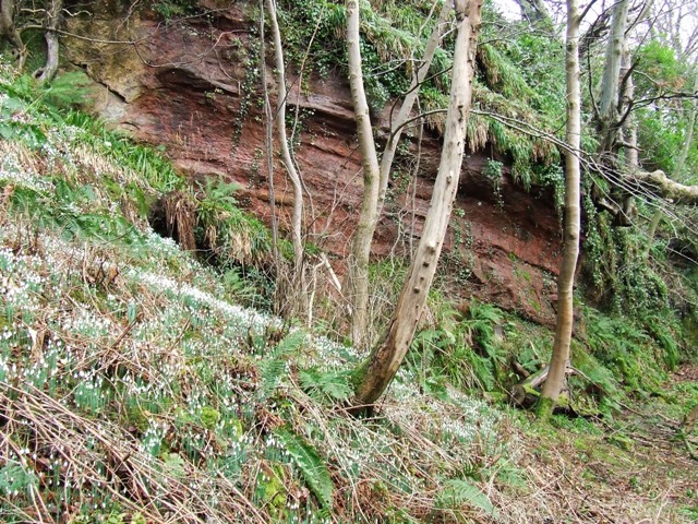 File:Red sandstone at Ardgowan - geograph.org.uk - 326229.jpg