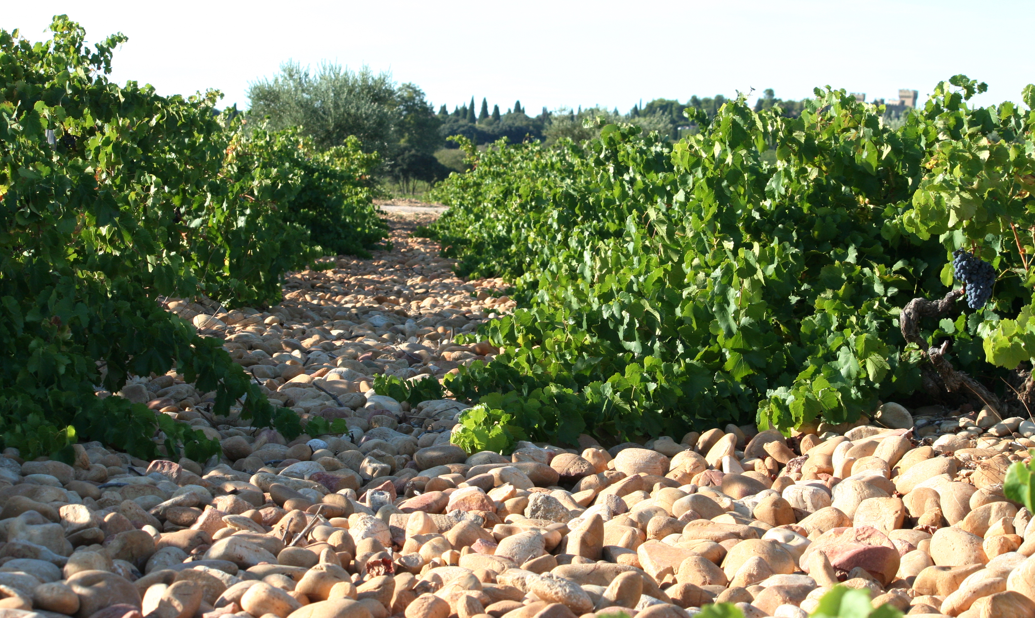 File Rhone Valley Chateauneuf Du Pape Galet Stones In Vineyards Jpg Wikimedia Commons