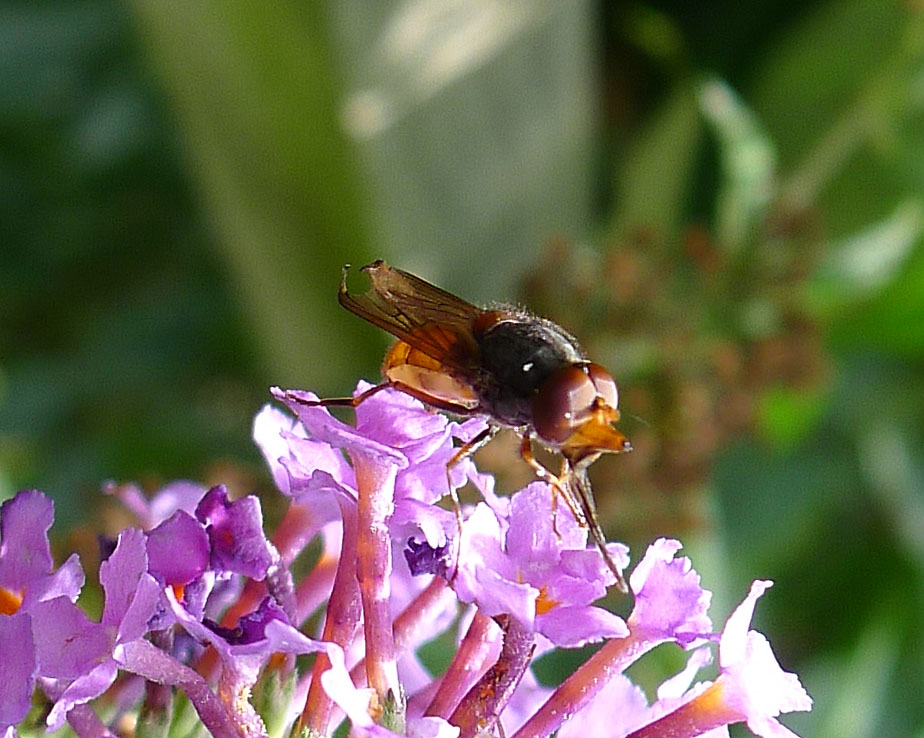 Macropodia rostrata фото