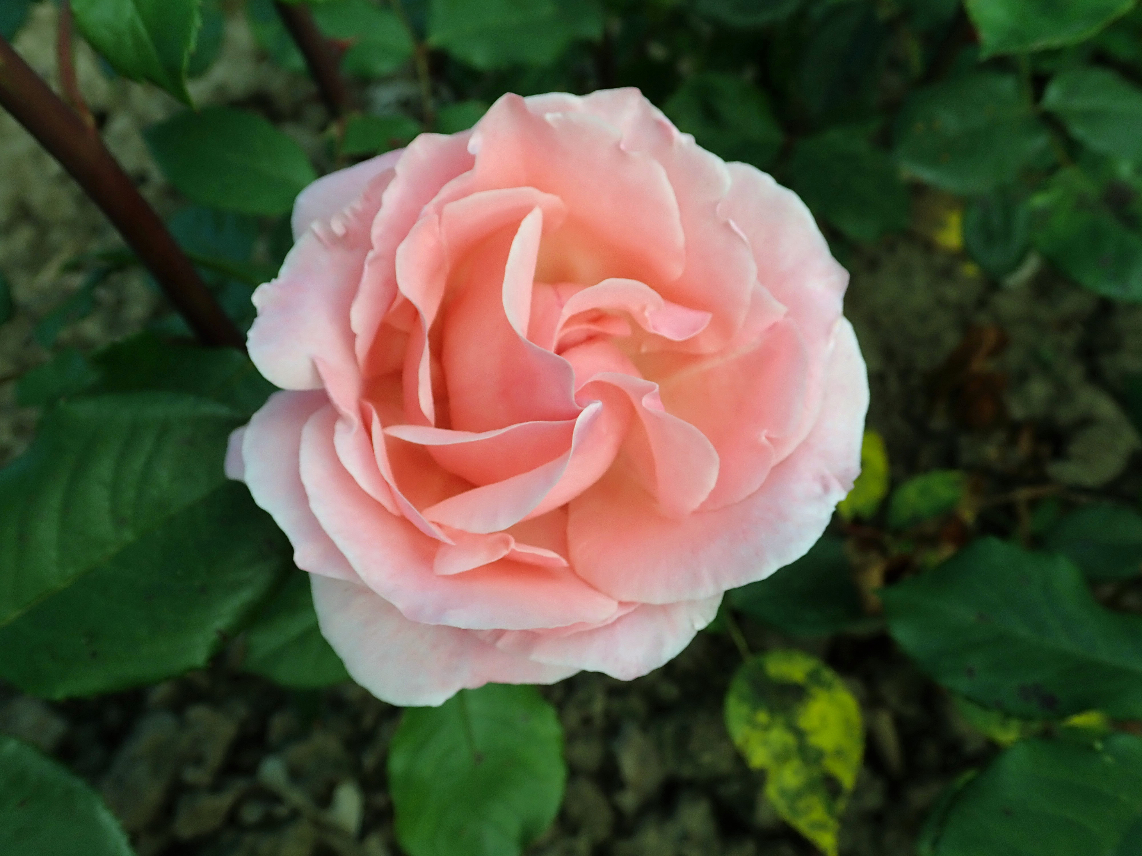 Rosa 'Queen Elizabeth®