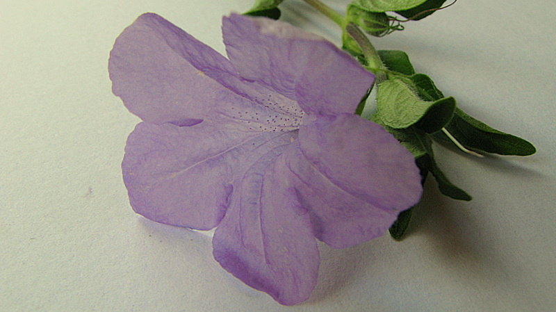 File:Ruellia geminiflora Kunth - Flickr - Alex Popovkin, Bahia, Brazil (8).jpg