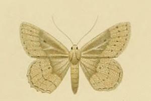 <i>Scopula guancharia</i> Species of geometer moth in subfamily Sterrhinae
