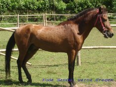 Sandalwood Pony Breed of horse