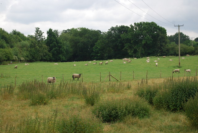 File:Sheep off Powdermill Lane - geograph.org.uk - 1367090.jpg