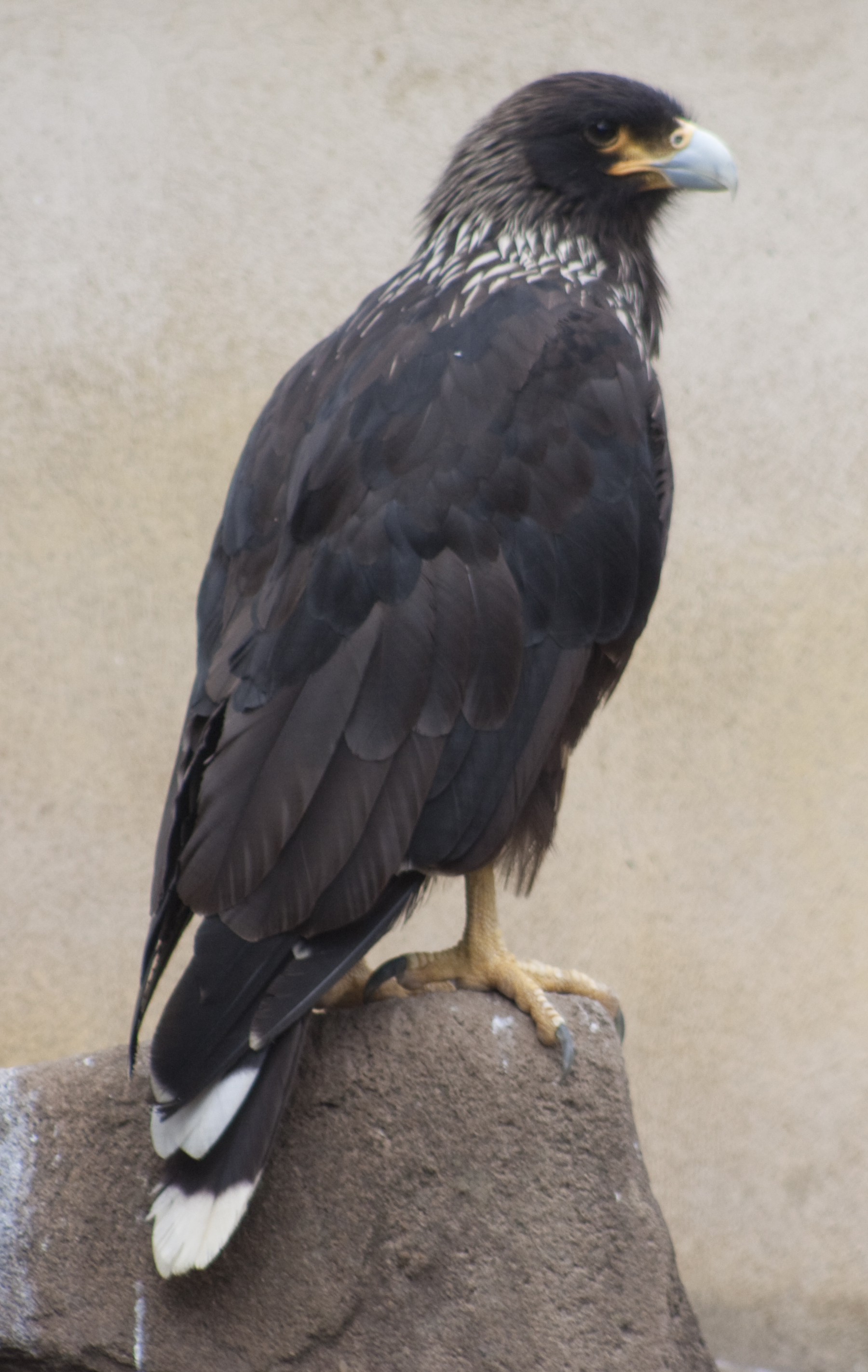 File:Striated Caracara (4872099775).jpg - Wikimedia Commons