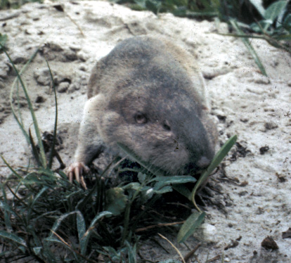 The average litter size of a Texas pocket gopher is 3