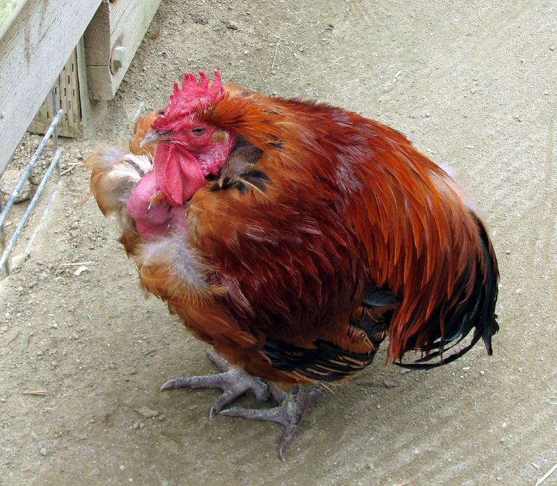 File:Turken rooster.jpg - Wikimedia Commons.