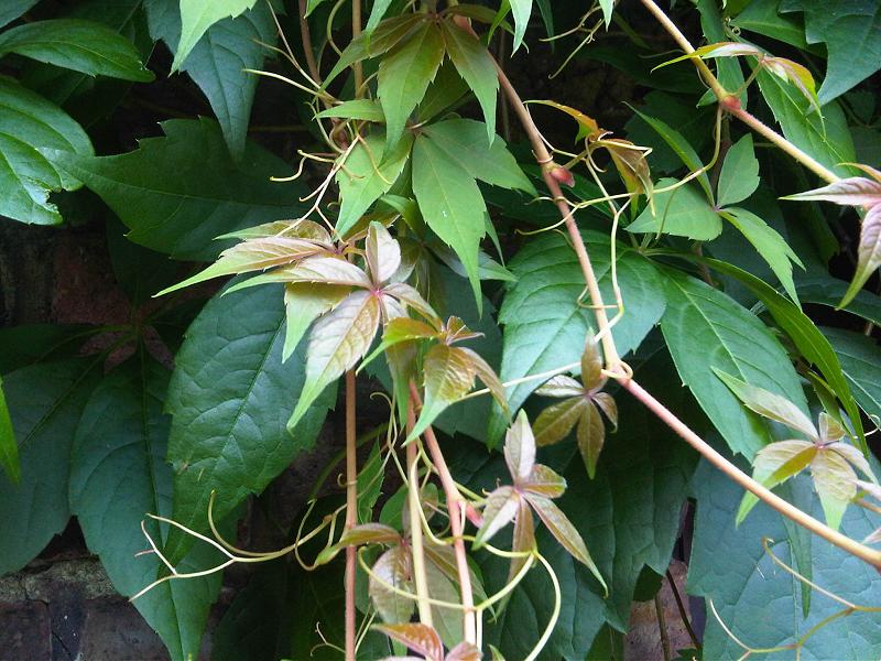 File:Vitales - Parthenocissus quinquefolia - 7.jpg
