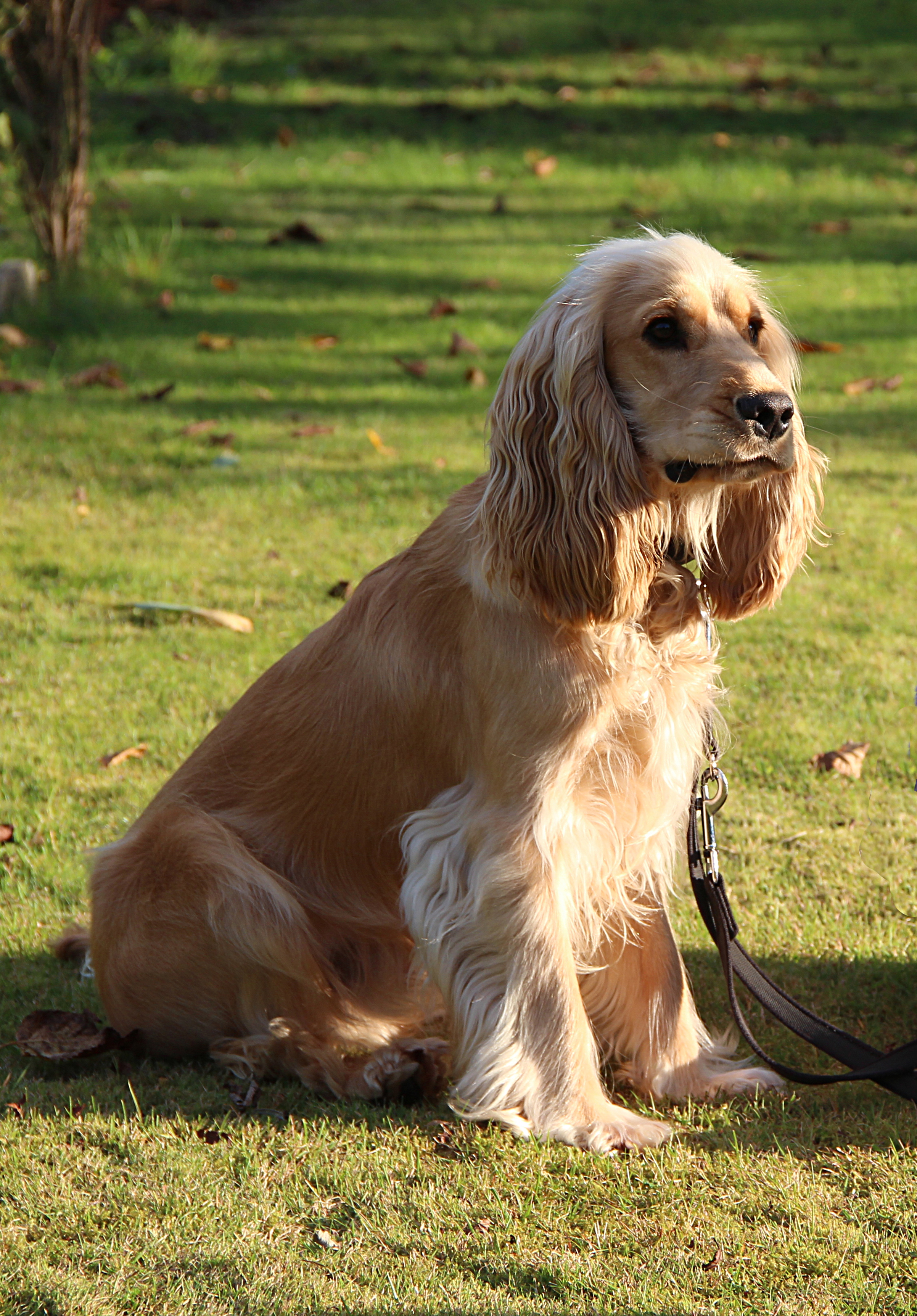 at what age are english springer spaniels fully grown