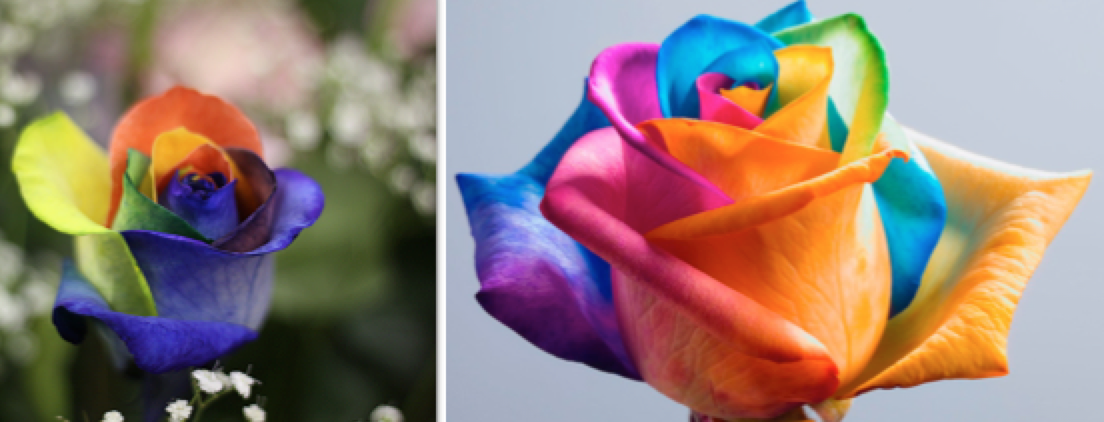 File:1. Rosa ArcoIris Frio. 2. Rosa ArcoIris Calido..png - Wikimedia Commons