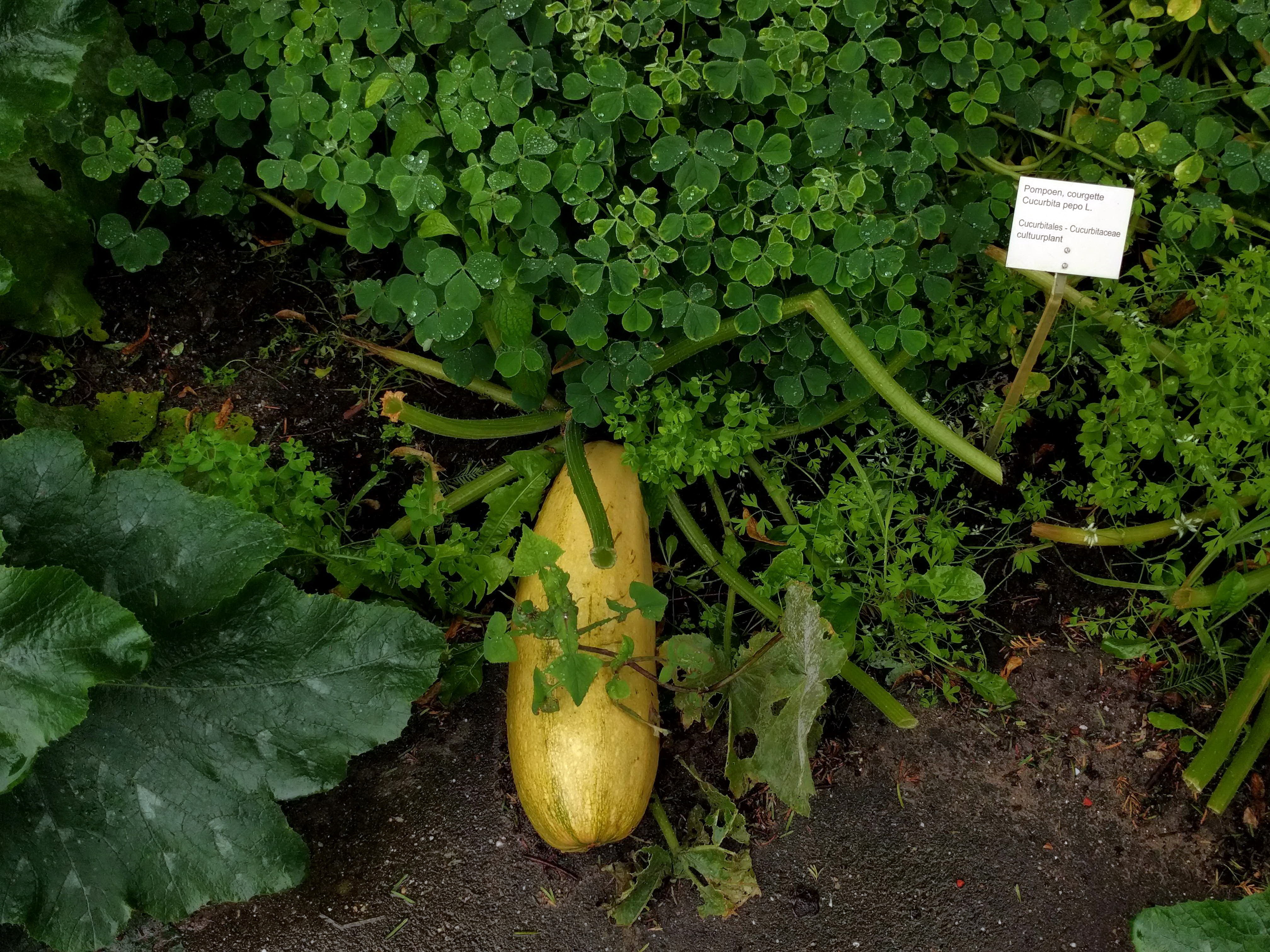 Cucurbita pepo subsp pepo