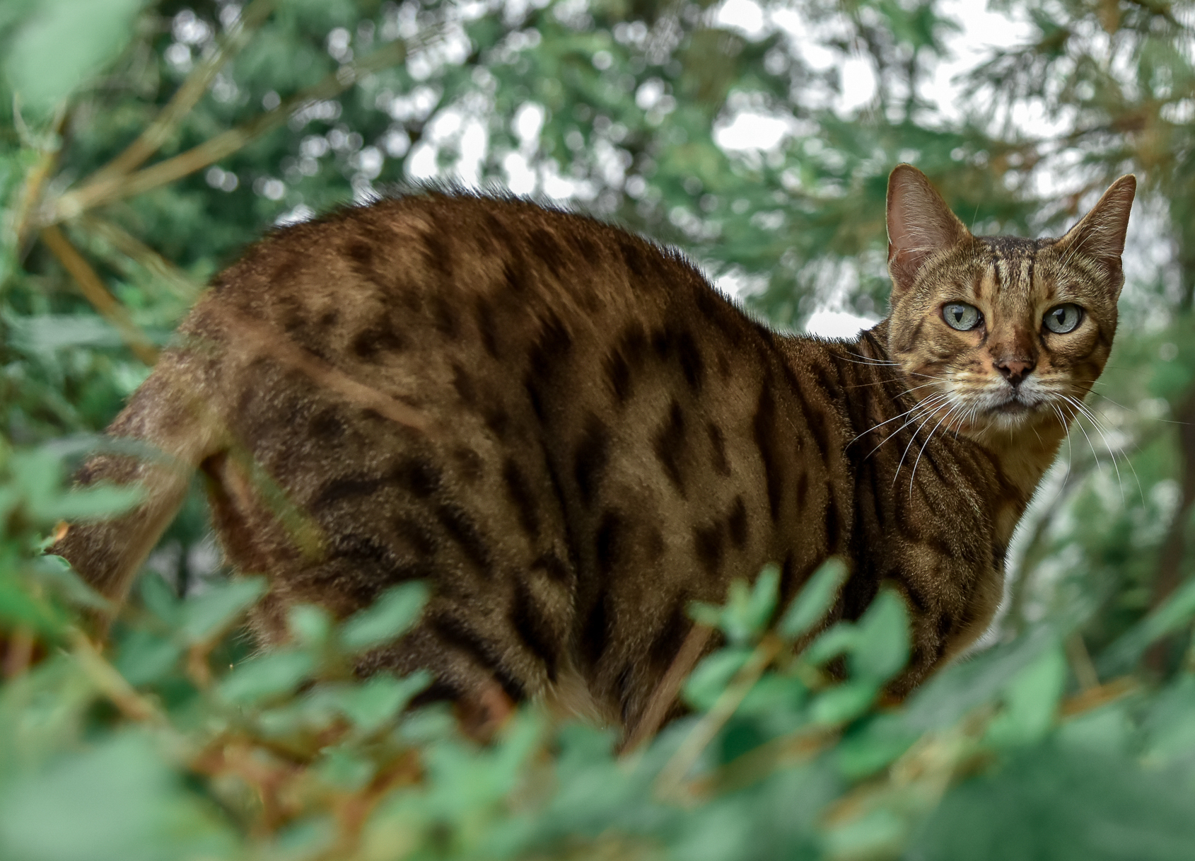 How many Bengal cats are there in the United States?