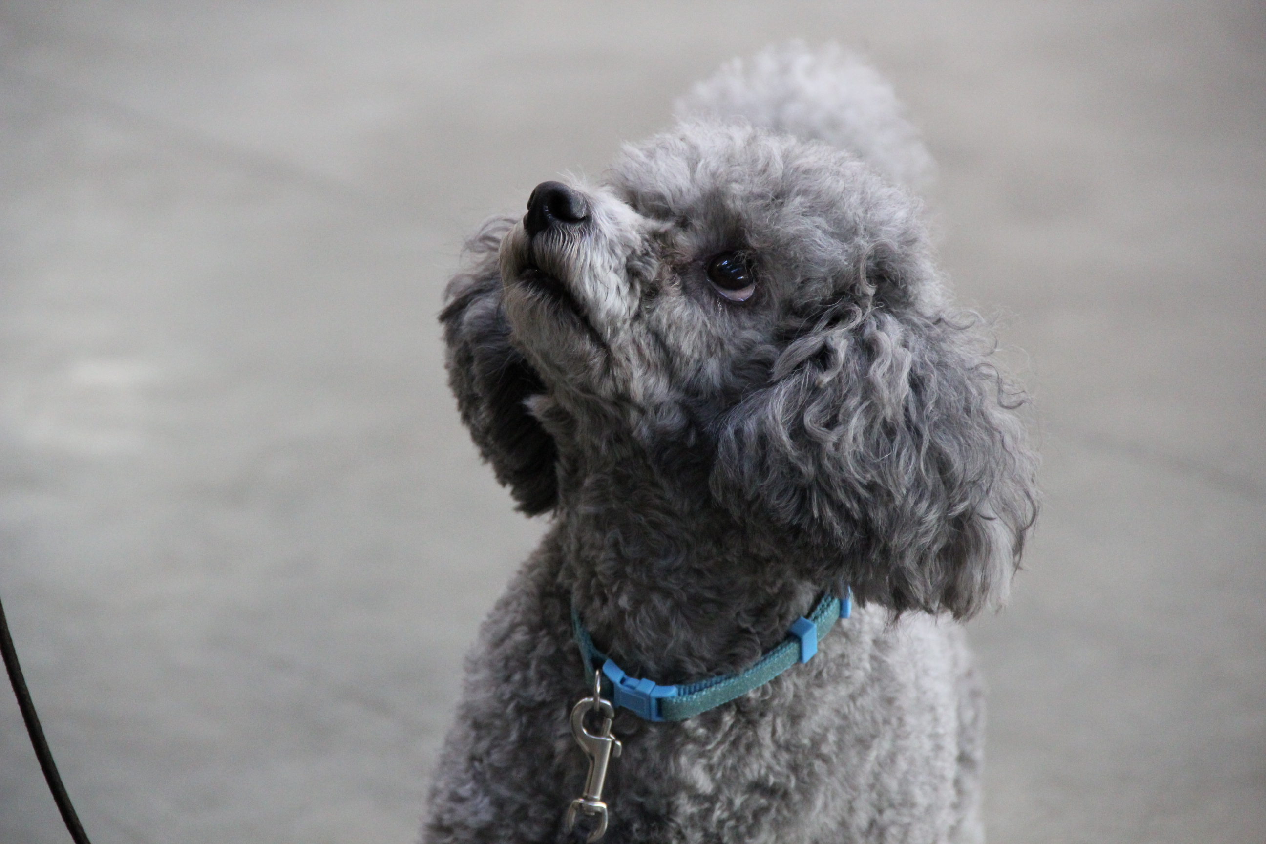 grey miniature poodle