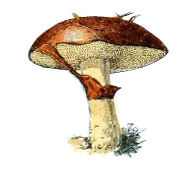 File:Adolphe Millot champignons-pour tous-fixed (41).jpg