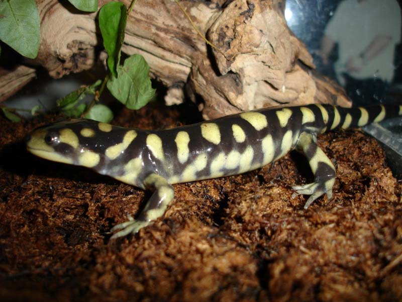 File:Ambystoma tigrinum Domenico Kumme 1.jpg