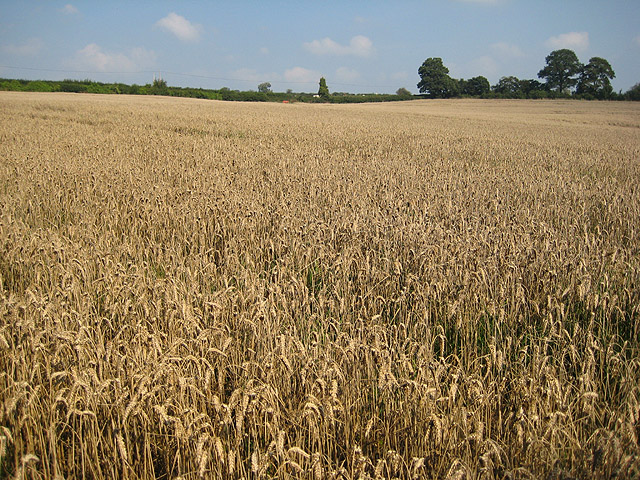 File:Another wheat crop still in the field - geograph.org.uk - 974411.jpg