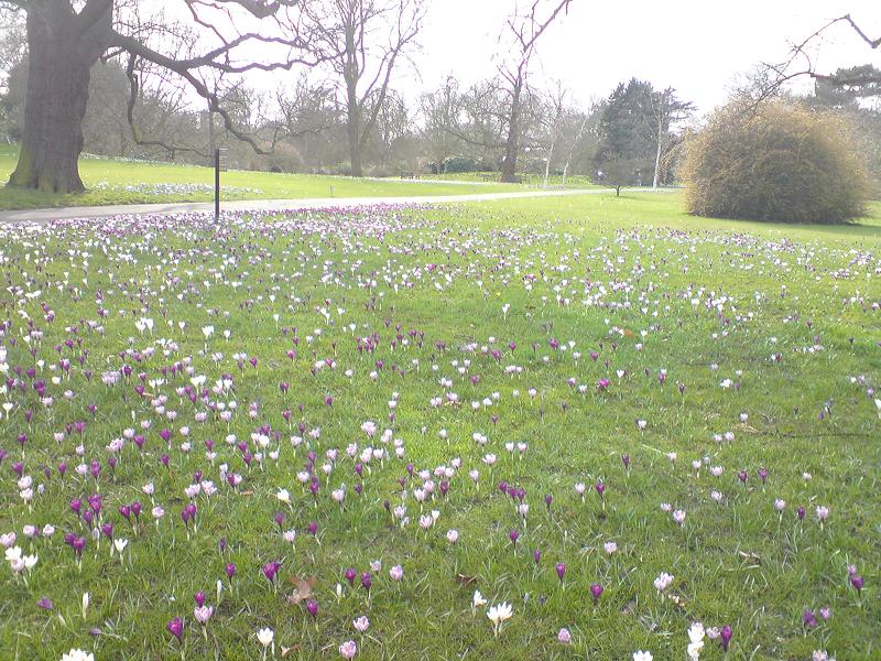 File:Asparagales - Crocus vernus 17.jpg