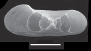 A cross section of apertural view of the shell of Biomphalaria tenagophila. The shell is sinistral in coiling, thus the sunken spire is on top and the umbilicus at the bottom in this image Biomphalaria tenagophila shell 3.png