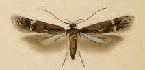 Bryotropha affinis.JPG 