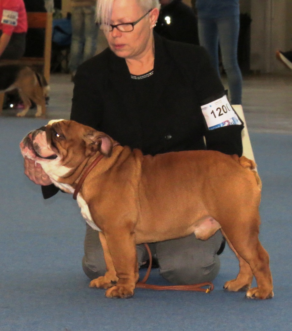 Bulldog anglais — Wikipédia