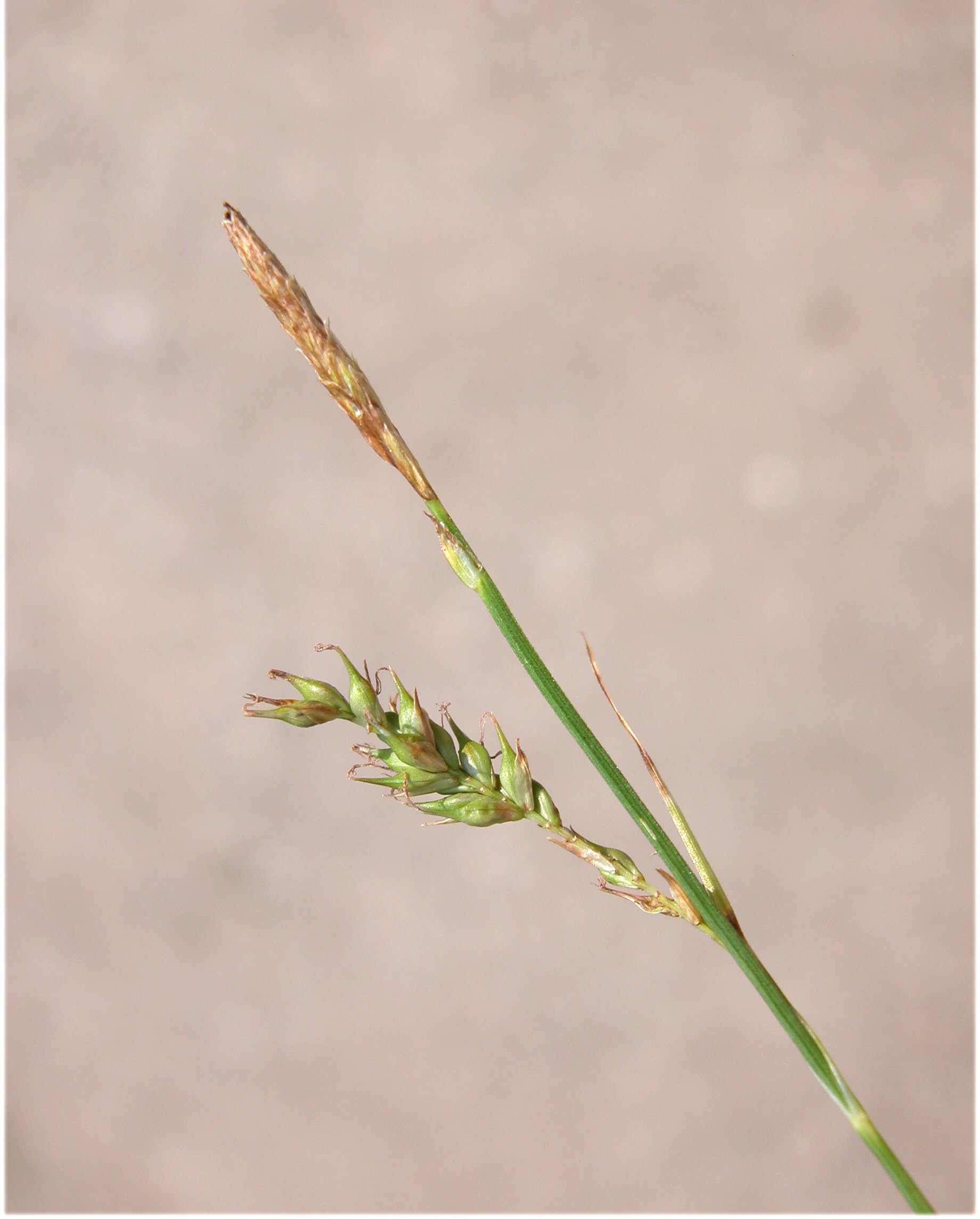 Carex sylvatica