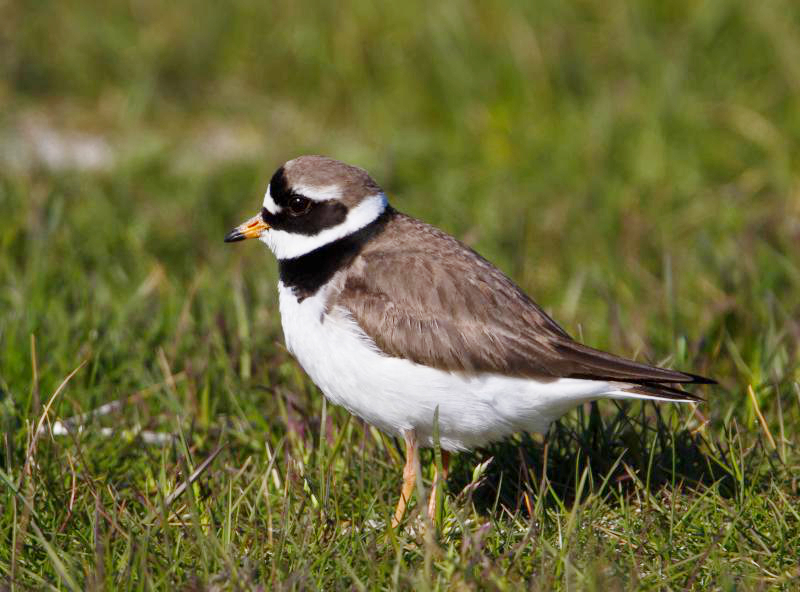 File:Charadrius hiaticula psammodromus Iceland 1.jpg