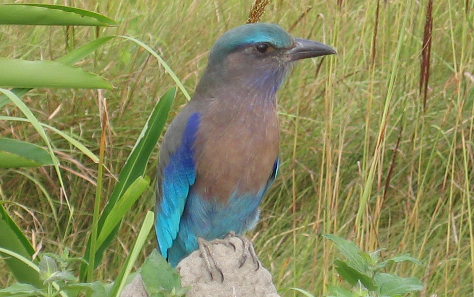 List of birds of Kaziranga National Park - Wikipedia