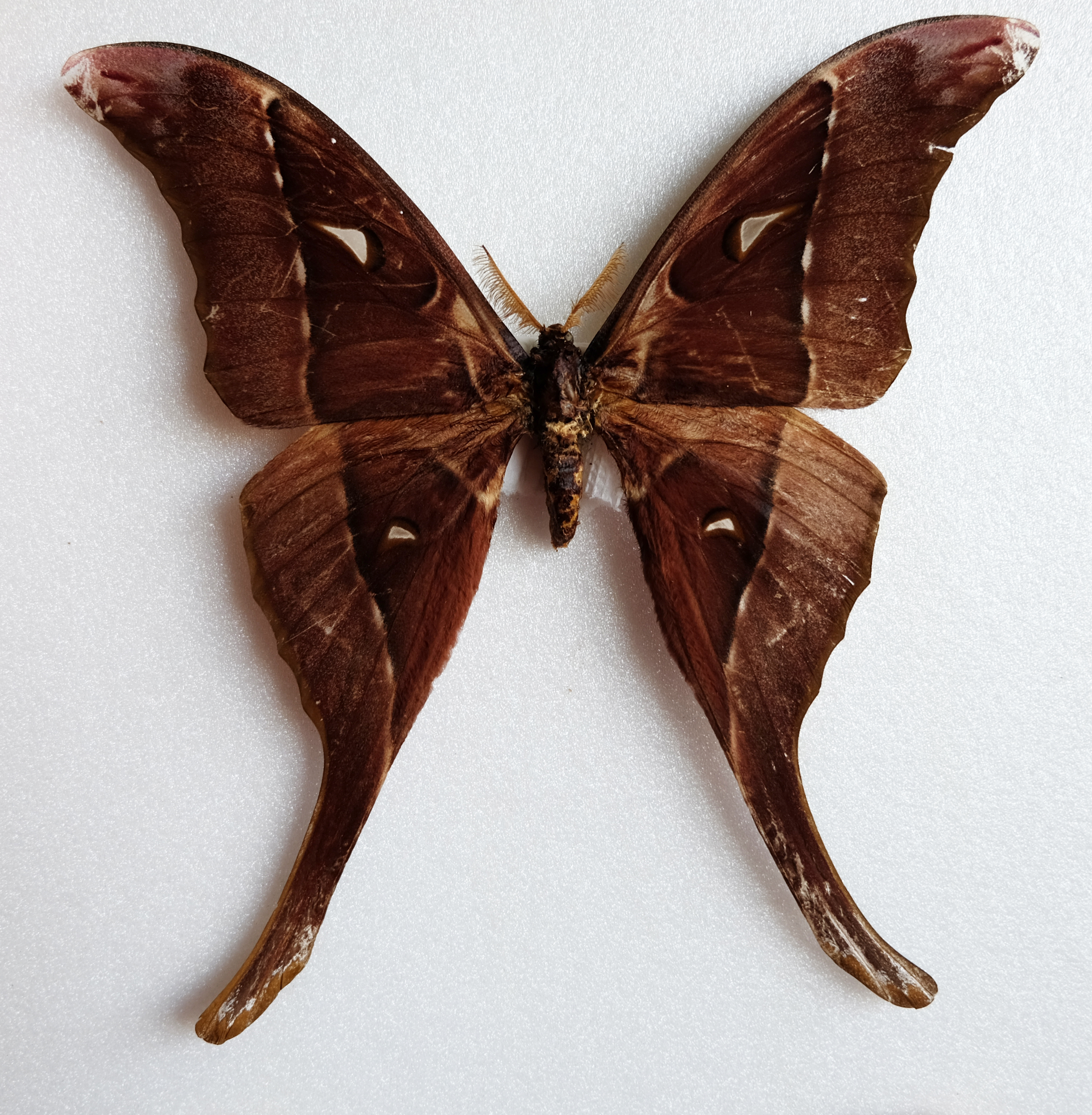 The Hercules Moth: The Moth That Doesn't Eat - Australian