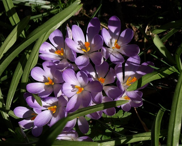 File:Crocuses, Coleton Fishacre - geograph.org.uk - 1189862.jpg