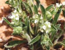 <i>Cryptantha crassisepala</i> Species of flowering plant