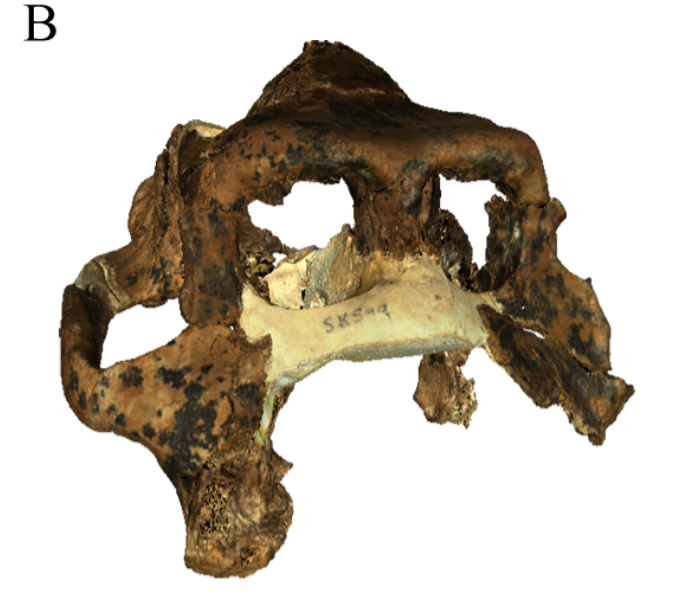 Dinopithecus ingens cranium (SK 599), DNMNH archive.png