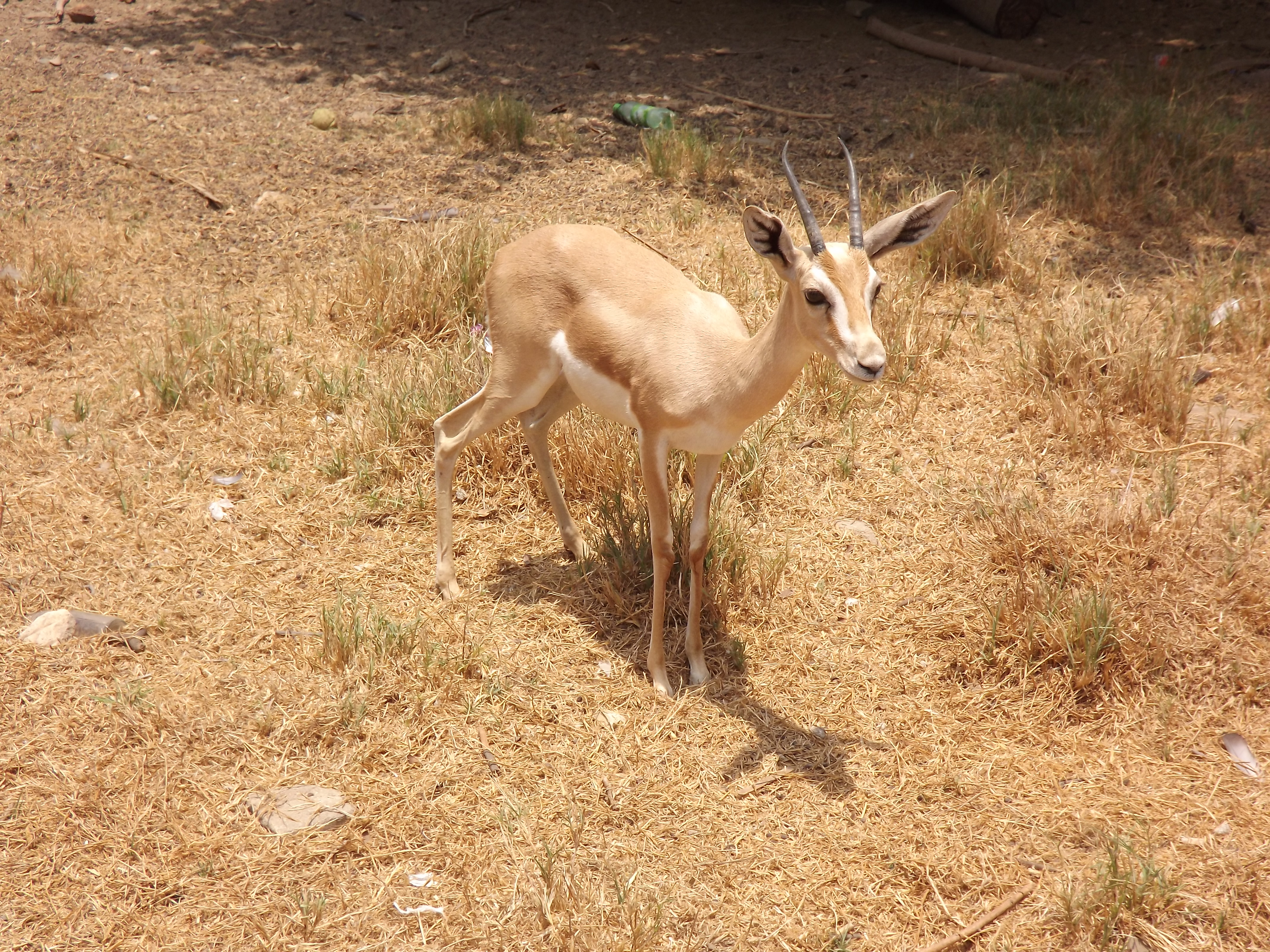 File:Dorcas gazelle at Giza Zoo by Hatem Moushir 24.JPG - Wikimedia Commons