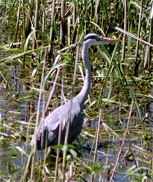 File:Fischreiher.jpg