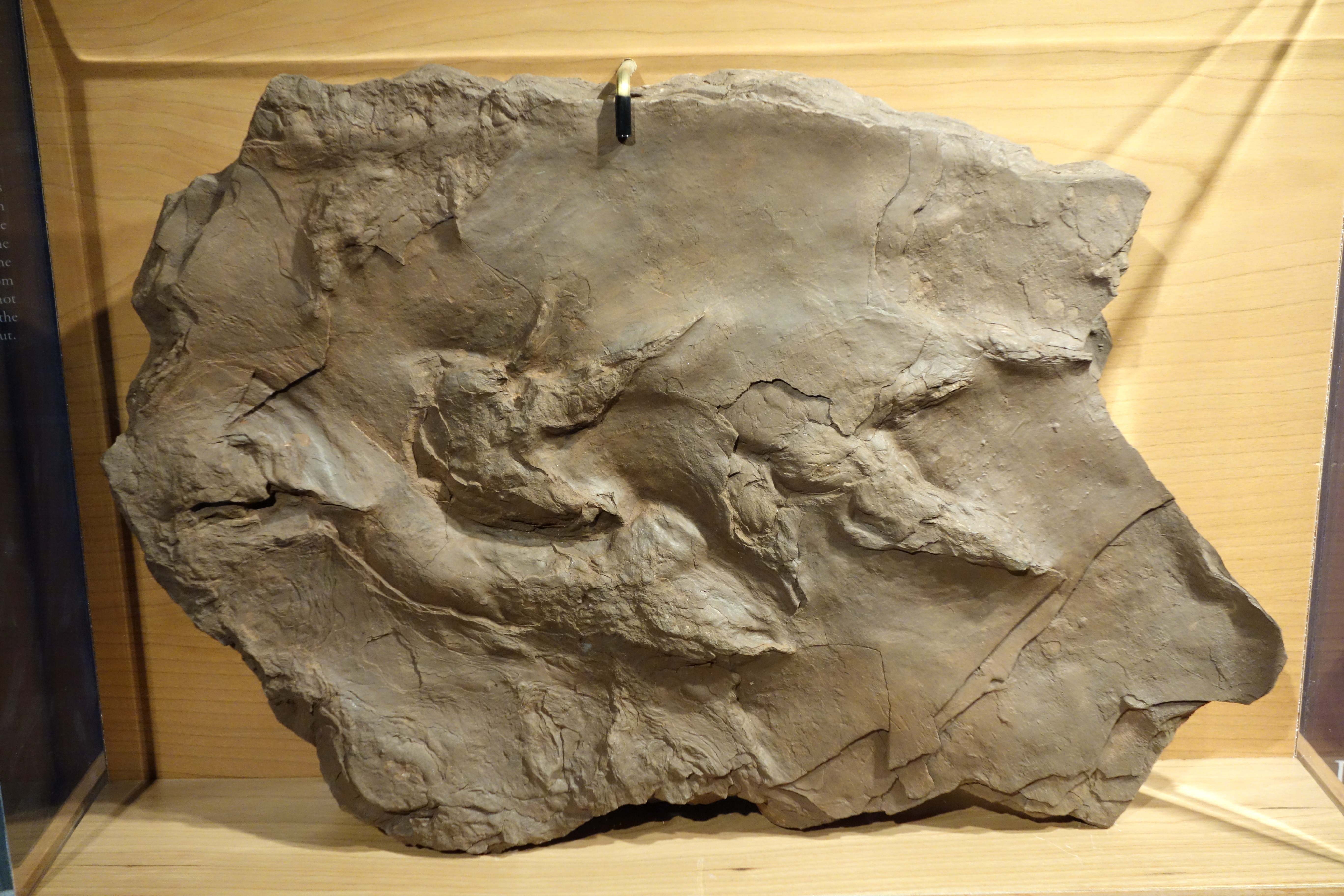 Fossil dinosaur footprints, Portland, CT
