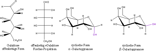 File:Galactose different forms.png